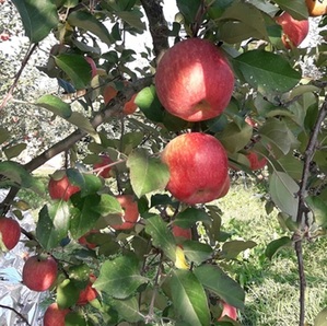 후지(부사)사과 5kg (13-15과) - 품절